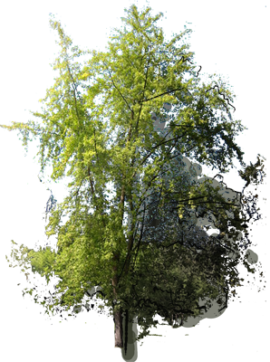 Silver Maple